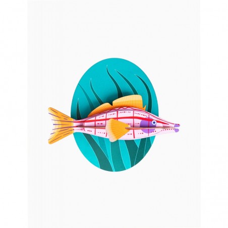 Poisson-faucon à long nez